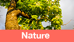Category Nature
